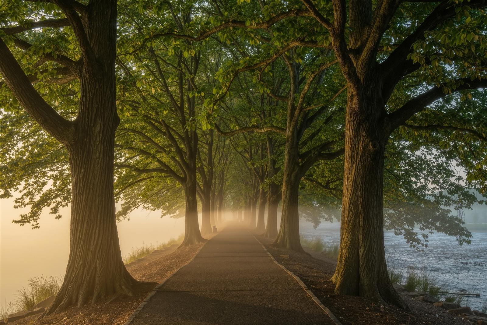 A park path under tall oak trees at dawn with mist and a salt marsh edge glowing in soft golden light